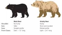 Bear identification guide