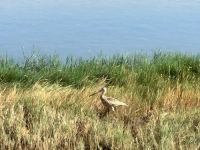 Bitter Lake National Wildlife Refuge